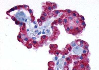 Immunohistochemistry-Paraffin: alpha-1D Adrenergic R/ADRA1D Antibody - BSA Free [NLS12]
