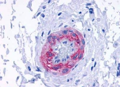 Immunohistochemistry-Paraffin: alpha-1D Adrenergic R/ADRA1D Antibody - BSA Free [NLS12]