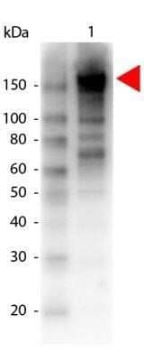 Western Blot: alpha 2-Macroglobulin Antibody [NB600-938]