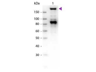 Western Blot: alpha 2-Macroglobulin Antibody [NB600-938]