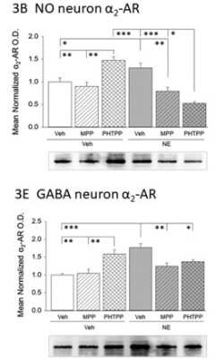 Western Blot: alpha-2A Adrenergic R/ADRA2A Antibody [NBP2-22452]