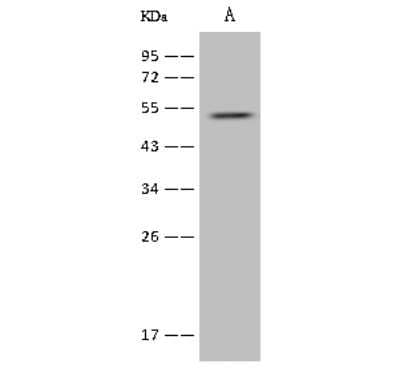 Western Blot: alpha-2B Adrenergic R/ADRA2B Antibody [NBP2-97424]