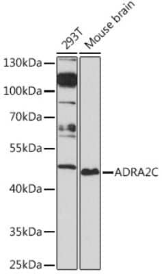 Western Blot: alpha-2C Adrenergic R/ADRA2C AntibodyAzide and BSA Free [NBP3-15504]