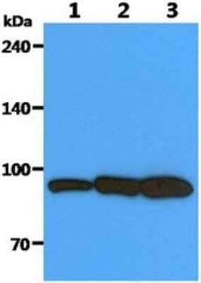 Western Blot: alpha-Actinin 1 Antibody (1D10)BSA Free [NBP2-59465]