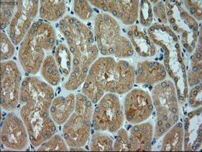 Immunohistochemistry-Paraffin: alpha-Actinin 1 Antibody (OTI7A4) [NBP1-48251]