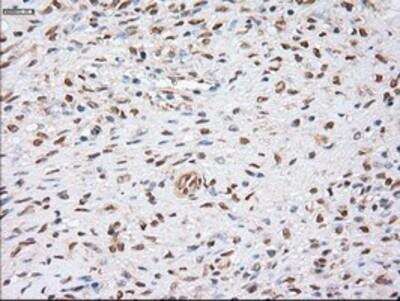 Immunohistochemistry-Paraffin: alpha-Actinin 1 Antibody (OTI7A4) [NBP1-48251]