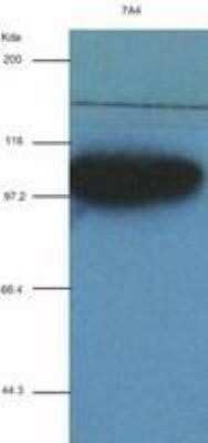 Western Blot: alpha-Actinin 1 Antibody (OTI7A4)Azide and BSA Free [NBP2-70078]