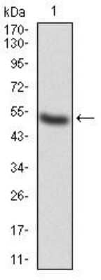 Western Blot: alpha Adducin Antibody (5D4H1)BSA Free [NBP2-52409]