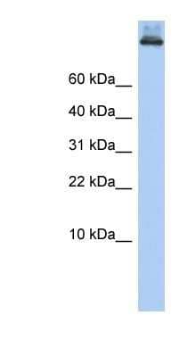 Western Blot: alpha COP I Antibody [NBP1-59298]