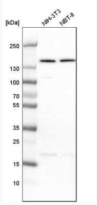 Western Blot: alpha COP I Antibody [NBP1-89705]