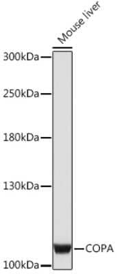 Western Blot: alpha COP I AntibodyAzide and BSA Free [NBP3-15490]