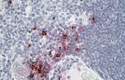 Immunohistochemistry-Paraffin: alpha-Defensin 1 Antibody [NBP2-27562]