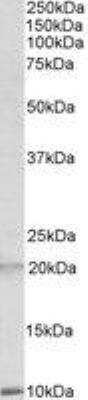 Western Blot: alpha-Defensin 1 Antibody [NBP2-27562]