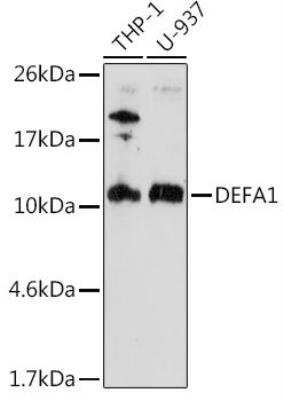 Western Blot: alpha-Defensin 1 AntibodyAzide and BSA Free [NBP3-05562]