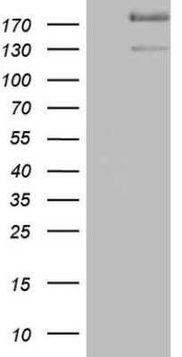 Western Blot: alpha Desmuslin Antibody (OTI7H6)Azide and BSA Free [NBP2-71736]