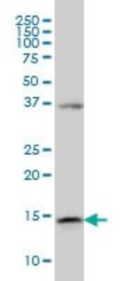 Western Blot: alpha Endosulfine Antibody (1H7) [H00002029-M02]