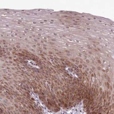 Immunohistochemistry-Paraffin: alpha Endosulfine Antibody [NBP2-13963]