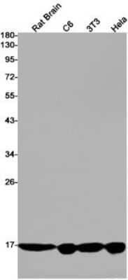 Western Blot: alpha Endosulfine Antibody (S08-1G6) [NBP3-14992]