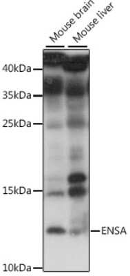 Western Blot: alpha Endosulfine AntibodyAzide and BSA Free [NBP2-92259]