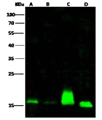 Western Blot: alpha Endosulfine Antibody [NBP3-00273]