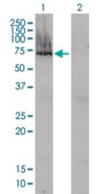 Western Blot: alpha-Fetoprotein/AFP Antibody (1G7) [H00000174-M01]