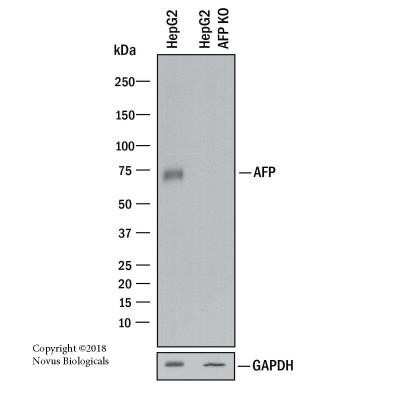 Knockout Validated: alpha-Fetoprotein/AFP Antibody (C3) - Azide and BSA Free [NBP2-34577]