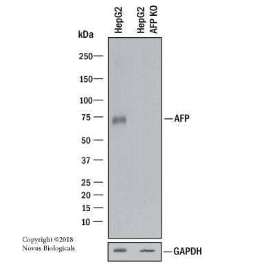 Knockout Validated: alpha-Fetoprotein/AFP Antibody (C3) [NBP2-32914]