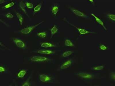 Immunocytochemistry/ Immunofluorescence: alpha Glucosidase 2 Antibody [H00023193-D01P]