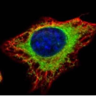 Immunocytochemistry/ Immunofluorescence: alpha Glucosidase 2 Antibody [NBP1-32554]