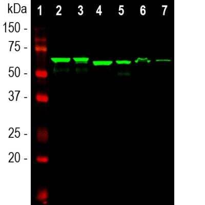 Western Blot: alpha-Internexin Antibody (1D2) [NB300-216]