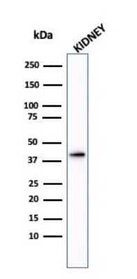 Western Blot: alpha-Methylacyl-CoA Racemase/AMACR AntibodyAzide and BSA Free [NBP2-34514]