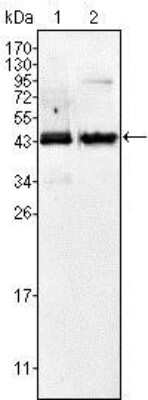 Western Blot: alpha-Methylacyl-CoA Racemase/AMACR Antibody (2A10F3)BSA Free [NBP1-28884]