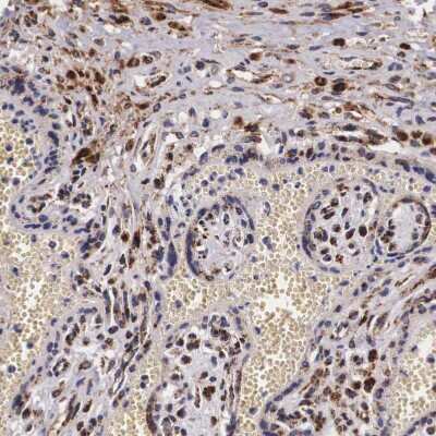 Immunohistochemistry-Paraffin: alpha-N-acetylgalactosaminidase/NAGA Antibody [NBP1-84318]