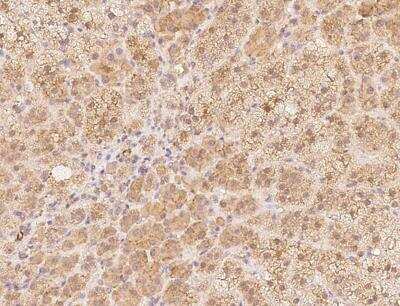 Immunohistochemistry-Paraffin: alpha-N-terminal Methyltransferase 1A/METTL11A Antibody [NBP3-12704]