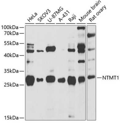 Western Blot: alpha-N-terminal Methyltransferase 1A/METTL11A AntibodyBSA Free [NBP2-92670]