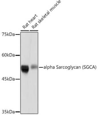 Western Blot: alpha-Sarcoglycan Antibody (3W3Q10) [NBP3-15896]