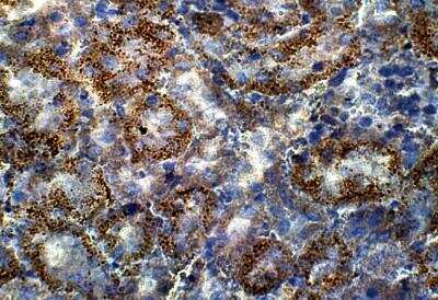Immunohistochemistry-Paraffin: alpha-Sarcoglycan Antibody [NBP3-12370]