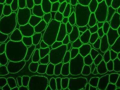 Immunohistochemistry-Frozen: alpha-Sarcoglycan Antibody (JA51-81) [NBP2-67150]