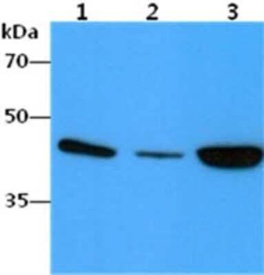 Western Blot: alpha-Smooth Muscle Actin Antibody (132D3)BSA Free [NBP2-59429]