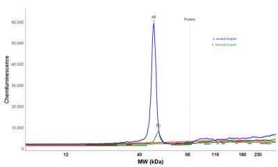 Electropherogram Representation of alpha-Smooth Muscle Actin Detection in Aorta and Uterus Lysates by Simple Western