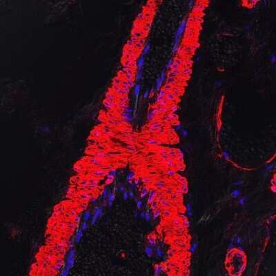 Immunohistological Imaging of alpha-Smooth Muscle Actin in Frozen Feline Tissue