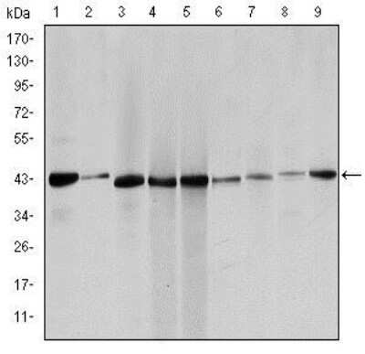 Western Blot: alpha-Smooth Muscle Actin Antibody (1H8)BSA Free [NBP2-37641]