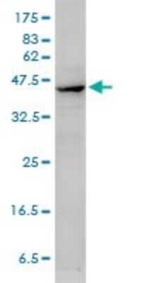 Western Blot: alpha-Smooth Muscle Actin Antibody (4A8-2H3) [H00000059-M02]