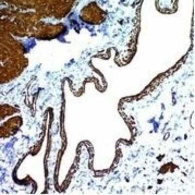 Immunohistochemistry-Paraffin: alpha-Smooth Muscle Actin Antibody (ACTA2/791) - Azide and BSA Free [NBP2-47698]