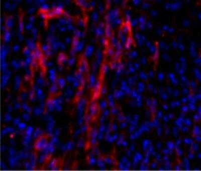 Immunohistochemistry-Frozen: alpha-Smooth Muscle Actin Antibody [NB300-978]