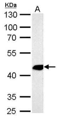 Western Blot: alpha-Smooth Muscle Actin Antibody [NBP1-30894]