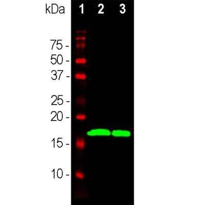 Western Blot: alpha-Synuclein Antibody (2A7) [NBP1-05194]