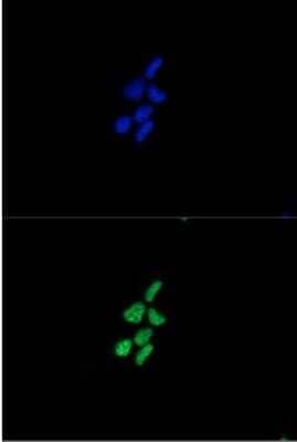 Immunocytochemistry/ Immunofluorescence: Synuclein alpha/beta Antibody (3B6) - BSA Free [NBP1-22957]