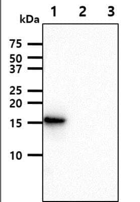 Western Blot: alpha-Synuclein Antibody (5C2)BSA Free [NBP1-04321]