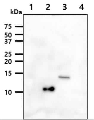 Western Blot: alpha-Synuclein Antibody (5C2)BSA Free [NBP1-04321]